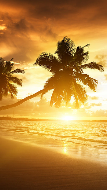Ocean sunset, Palm Trees HD phone wallpaper