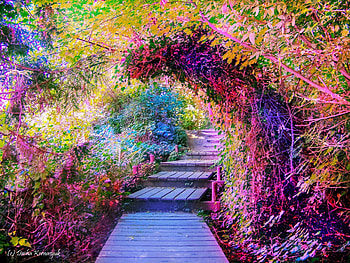 Colours, garden, colourful, nature, path HD wallpaper