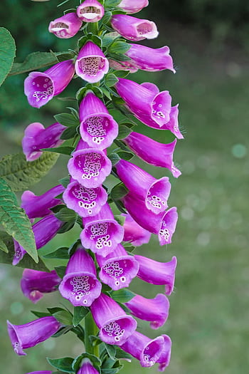 Close-up of stunning purple foxglove flowers (Digitalis purpurea) in full bloom outdoors. HD phone wallpaper