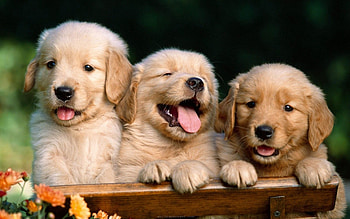 Aidi dog, Spring season, Cheerful HD wallpaper