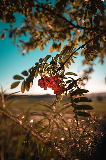 Nature, Berries, Plant, Branch, Bunch, Rowan HD phone wallpaper