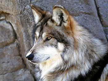 Animals, Wolfs HD wallpaper