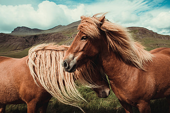 Horses , horse, horses, animals HD wallpaper