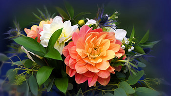 Flower, plant, leaf, nature HD wallpaper