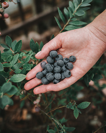 Food, Bilberries, Berries, Bush, Hand, Ripe HD phone wallpaper