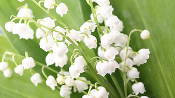 Flowers, Leaves, Lily Of The Valley, Bloom, Flowering HD wallpaper