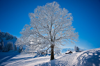 white tree, winter, nature, graphy, snow HD wallpaper