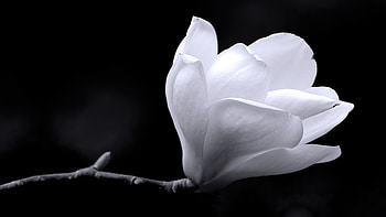 White magnolia, Black background , 44514 Baltana HD wallpaper