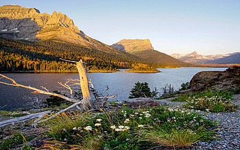 Sunrise at Saint Mary Lake - Glacier National Park, Montana, trees, sky, flowers, water, rocks, mountains, usa HD wallpaper