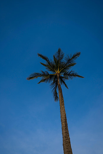 Nature, Sky, Wood, Tree, Palm, Branches, Evening HD phone wallpaper