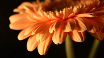 Flower, Plant, Macro, Petals, Stem, Stalk HD wallpaper