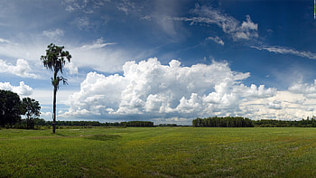 pure nature, field, green, nature, grass, pure HD wallpaper