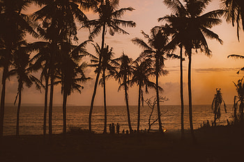 Palms, orange sunset, silhouette HD wallpaper