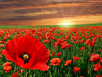 Plants, Landscape, Flowers, Sunset, Fields, Poppies HD wallpaper