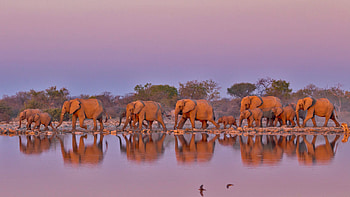 Kruger National Park, Elephant conservation, World Elephant Day, Bing showcase HD wallpaper