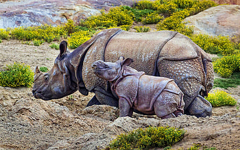 Rhinos, mother and cub, Africa, R, wildlife, rhinoceros, rhino HD wallpaper