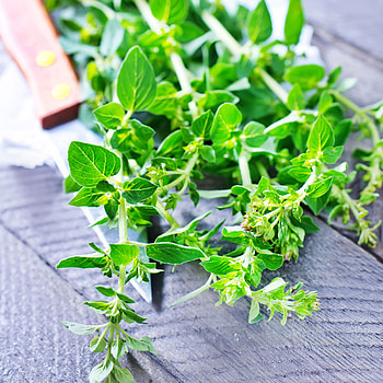 French thyme seeds, Culinary herb, Non-GMO seeds, Perennial herb gardening HD phone wallpaper
