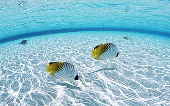 the ocean fish in the ocean in . HD wallpaper