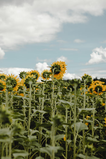 Flowers, Sunflowers, Sky, Field HD phone wallpaper