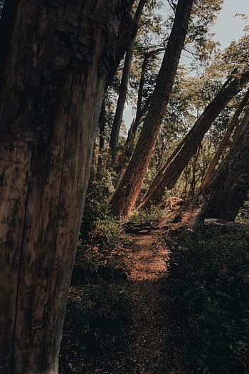 Nature, Trees, Forest, Path HD phone wallpaper