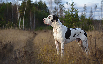 Great Dane, Harlequin Dane, Grass backdrop, Animal lovers HD wallpaper
