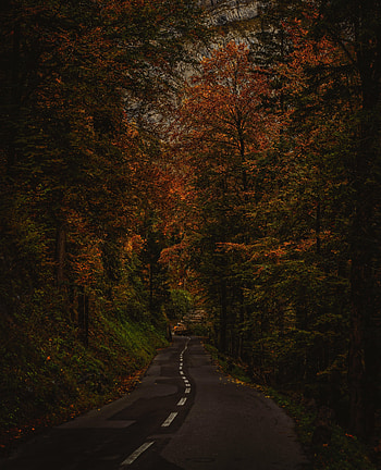 Nature, Trees, Bush, Branches, Alley, Path HD phone wallpaper