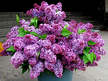 Flowers, Leaves, Lilac, Bouquet, Spring, Bucket HD wallpaper