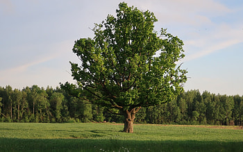 Oak, Latvia, field, tree HD wallpaper