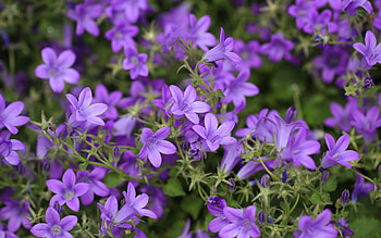 Bellflowers, purple, nature, flowers HD wallpaper