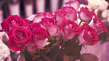 Red roses, colorful, buds, soft, beautiful, nice, delicate, blossoms, bud, nature, flowers, blooms, pretty flowers, lovely HD wallpaper