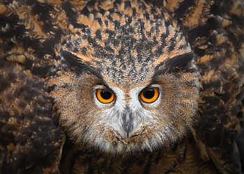 Owl, feather, skin, bird, eyes, pasare, bufnita HD wallpaper
