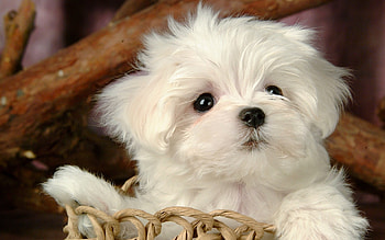 Bolognese Dog, Fluffy maltese puppy, White maltese puppies HD wallpaper