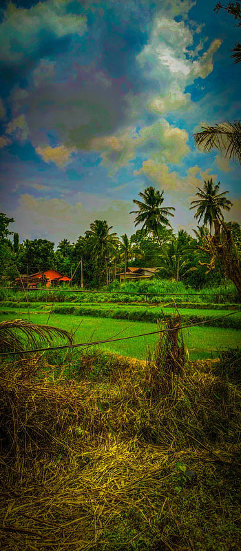 Jangal, cloud, sky HD phone wallpaper