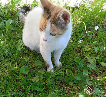 Lovely cat, Lovely, Sweet, Cats, Cute, Spring HD wallpaper