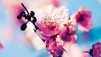Cherry Blossom, flowers, nature HD wallpaper
