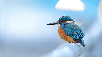 Blue, Brown, Bird, Kingfisher, Sharp, Beak, Blur, Background Birds HD wallpaper