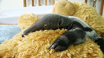 Giant teddy bear, Rejected baby anteater, Loving new mom, CGTN HD wallpaper