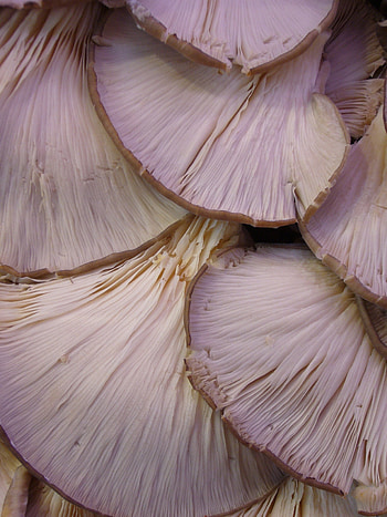 Oyster mushrooms, Culinary delights, Royalty- , High-quality HD phone wallpaper