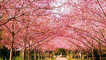 Cherry Trees Alley, trees, road, spring, blossoms HD wallpaper