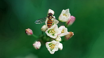 Flower, Macro, Insect, Bee, Pollination HD wallpaper
