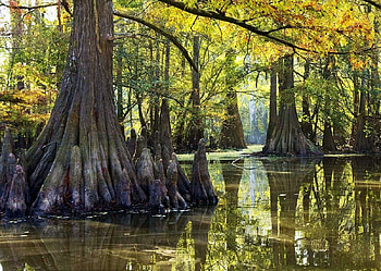Everglades, Florida, trees, sunlight, reflection, water HD wallpaper