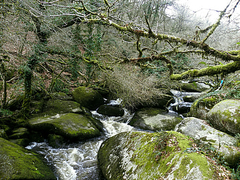 Nature, Rivers, Stones, Forest, Flow HD wallpaper