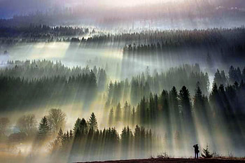Sunrays in Trees, trees, beautiful, sunrays HD wallpaper