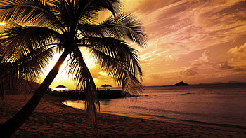 Closeup View Of Palm Trees Ocean Waves Beach Sand During Sunset Silhouette Background Nature HD wallpaper