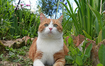 Animals, Grass, Cat, Spotted, Spotty, Fat, Thick HD wallpaper