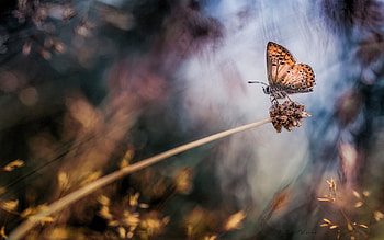 Grass, Macro, Glare, Stains, Spots, Butterfly HD wallpaper