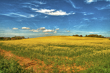 Landscape, Nature, Flowers, Sky, Field HD wallpaper