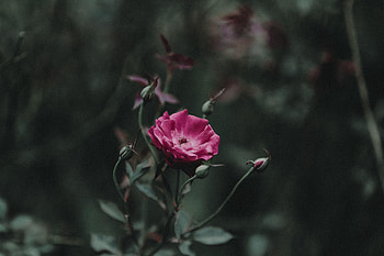Flowers, Pink, Rose Flower, Rose, Bud, Stem, Stalk HD wallpaper