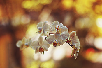 White orchids, Nature, Bloom, Macro, Flower HD wallpaper