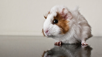 Guienea Pig, pig, animals HD wallpaper